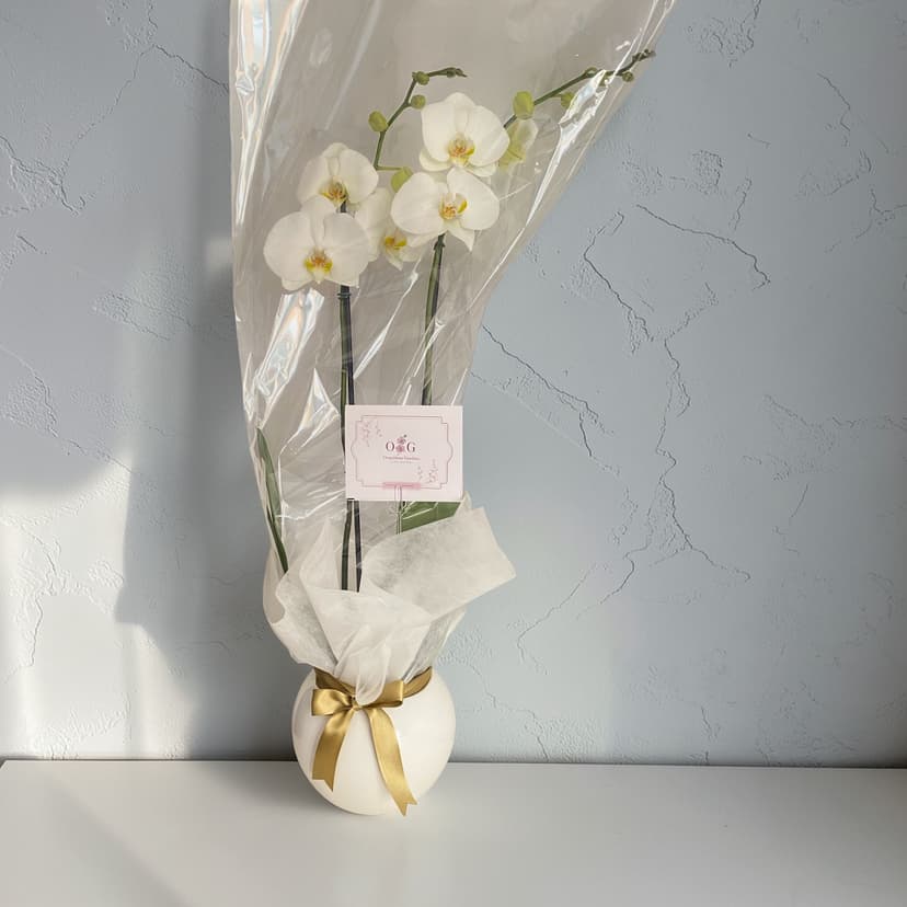 Colección Condolencias