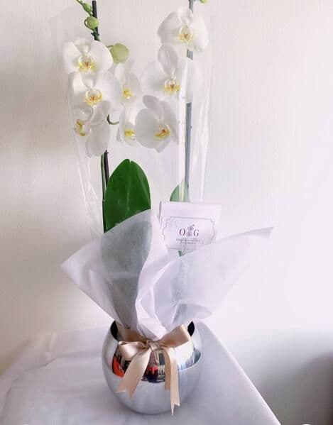 Orquídeas Supreme con Base Cromada